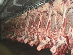 Wholesale frozen beef tenderloins: Fresh Frozen Beef
