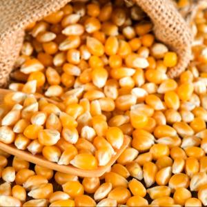 Wholesale bulk: Non GMO Yellow Corn / Sweet Corn / Yellow Corn Maize for Sale in Bulk