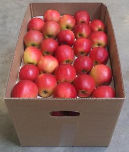 Wholesale red delicious: Golden Delicious Apples