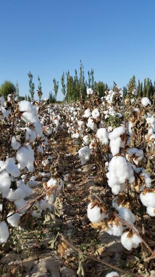 Naturally Colored Cotton Could Regain Popularity as Companies Seek