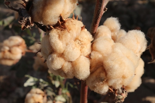 Naturally Colored Cotton Could Regain Popularity as Companies Seek