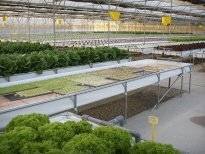 Wholesale do: NFT Hydroponic System