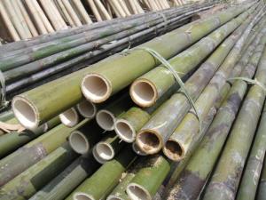 Wholesale bamboo stakes: Wholesale Natural Lean the Tree Sticks Bulk Large Bamboo Stake Bamboo Poles Whatsapp +1 8433802276