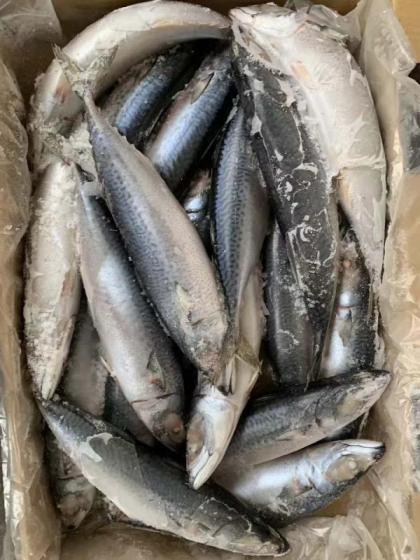 Sell mackerel