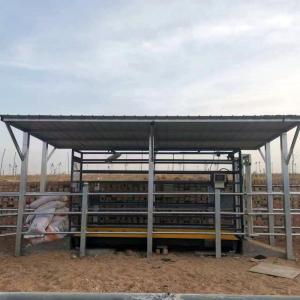 Wholesale weighing: EID Cattle Weigh Crate