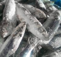 Fresh Moroccan Sardines WR BQF at best price on Market