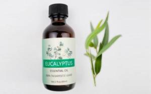 Wholesale eucalyptus oil: Essential Oils