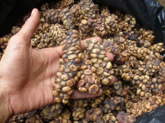 Wild Luwak Coffee / Civet Coffee Arabica 100 %(id:10516314). Buy Indonesia Civet Coffee, Coffee Arabica - EC21