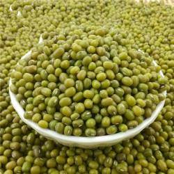 Wholesale Bean Products: Green Mung Beans for Sale