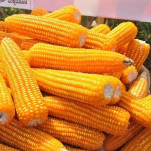 Wholesale yellow corn: Premium Yellow Corn