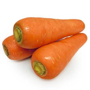 Wholesale l: Good Quality Fresh Carrot