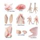 Grade A Brazil Frozen Chicken Quarter Leg/Thigh/Drumstick/Breast - Brazil Halal Chicken  for Sale