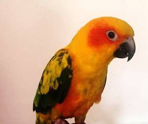 Wholesale conures parrots: Sun Conure Parrot