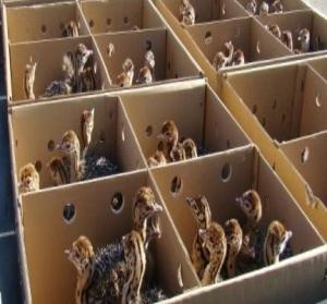 Wholesale healthy: Healthy Ostrich Chicks /Red and Black Neck Ostrich Chicks/Healthy Ostrich Eggs