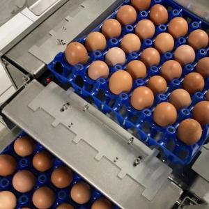 Wholesale Eggs: Fresh Brown Egg Exporters From Brazil
