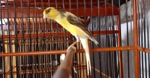 Wholesale wholesaler: Buy Yorkshire Canary Singing Birds At Wholesale Price Wsp:+90 536 910 59 96 | Https://Bssariyavuzexp