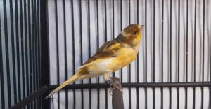 Wholesale love: Buy Finches, Yorkshire, Lancashire,Mosaic,Dutch Frill Love Birds Wsp:+90 536 910 59 96 | Https://Bss