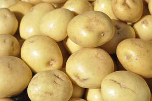 Wholesale g: Fresh Irish Potato