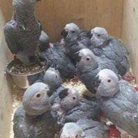 Sell Parrots of All Types and Fertile Eggs for Sale