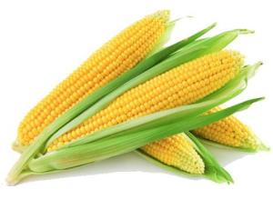 Wholesale corn gluten meal: Buy Yellow Corn Wholesale Online, Buy Corn Gluten Meal Wholesale