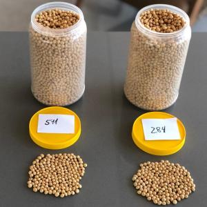 Wholesale packing: Brazilian Non Gmo Soybean (Food Type) - Variety Embrapa BRS 284