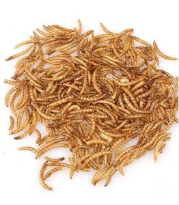 Wholesale pet container: Dried Breadworm