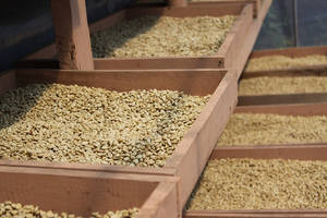 Wholesale Bean Products: Coffee Beans for Sale