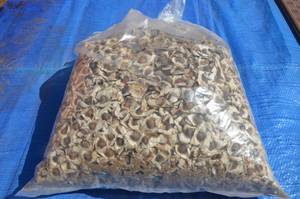 Wholesale supplies for ship: Organic Moringa Seeds for Sale