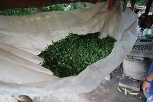 Wholesale moringa powder: Moringa Leaves for Sale
