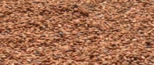 Wholesale dried vegetable: Cocoa Beans