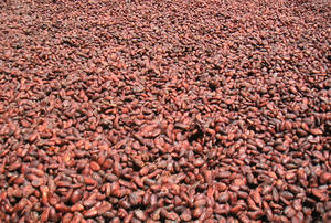 Wholesale Bean Products: Cocoa Beens