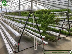 Wholesale insect control: Customized A-type NFT Hydroponic System for Leafy Vegetable