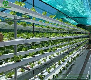 Wholesale insect free: Greenhouse Multi-layer NFT Hydroponic System for Vegetable