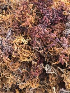 Wholesale dried eucheuma: Wholesaler Dried Sea Moss / Eucheuma Cottonii Seaweed Vietnam