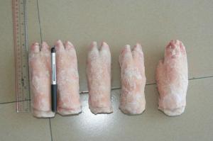 Wholesale frozen pork front: Frozen Pork Front Feet