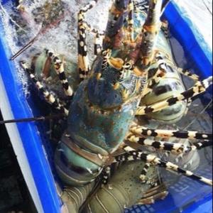 Wholesale whole frozen fish: Frozen Green Lobster Whole Round