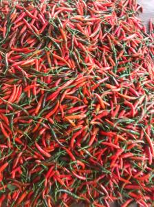 Wholesale dried chili: Fresh Chili Vietnam