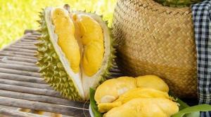 Wholesale health supplement: Fresh Monthong Durian From Vietnam - High Quality, Stable Supply, Competitive Price (HuuNghi Fruit)
