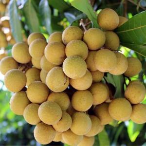 Wholesale industrial grade: Fresh Cui Van Longan with Best Price & High Quality - Fresh Longan Natural Yellow (HuuNghi Fruit)