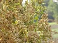 Sell Quinoa - Quinua Cereal - organic