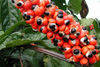 Sell CONCENTRATE  GUARANA FOR THE PRODUCTION OF REFRESHEMENTS  AND SOFT