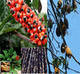 Sell CONCENTRATE OF GUARANA + ACAI + CATUABA + GINSENG FOR THE PRODUCTION