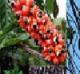 Sell CONCENTRATE AMAZON FRUITS OF GUARANA + MARAPUAMA + CATUABA + ACAI