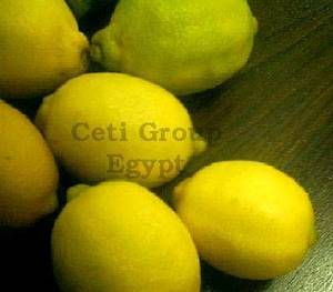 Wholesale lemon exporter: Lemon