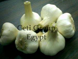 Wholesale garlic: garlic