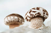 Sell Shiitake mushroom