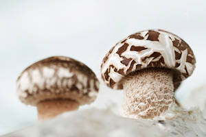 Wholesale Mushrooms & Truffles: Shiitake Mushroom