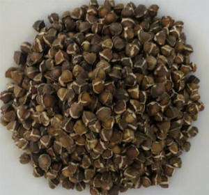 Wholesale Vegetable Seeds: Moringa Seeds