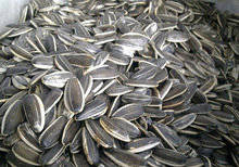 Wholesale pp bags: Chinese Sunflower Seeds