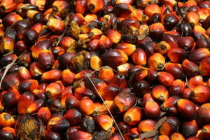 Wholesale rbd palm olein: RBD Palm Olein